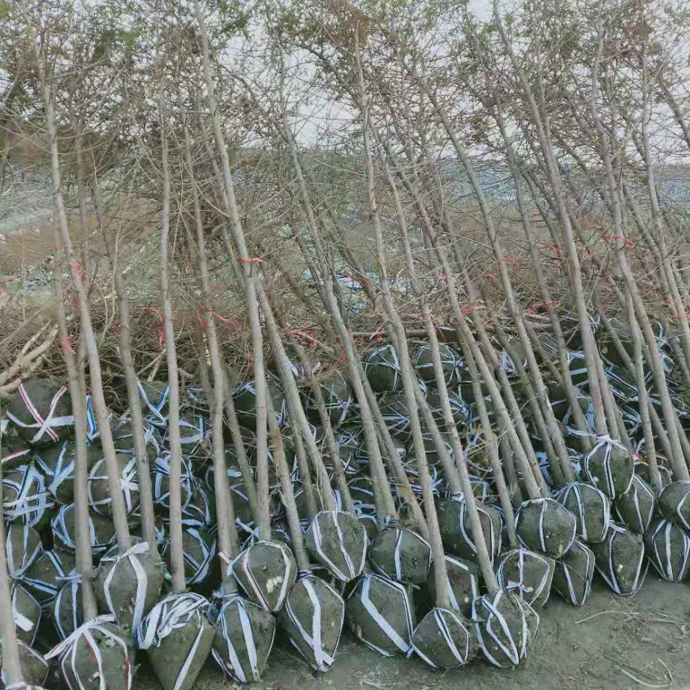 8公分中山杉批发基地_优质胸径8公分中山杉基地