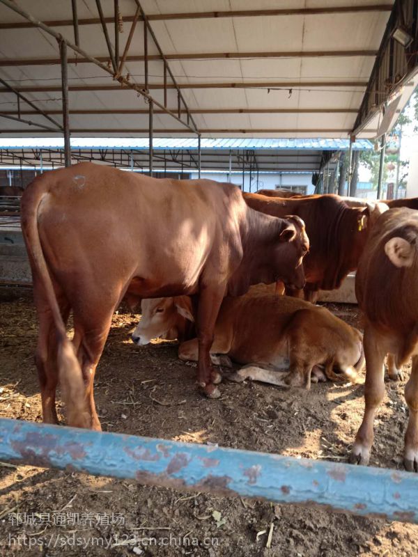 安徽養牛場銷售三元雜交牛 改良肉牛 肉牛犢多少錢一頭 魯西黃牛活體