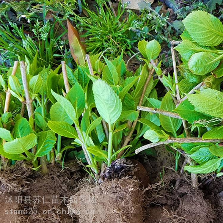 耐阴花卉八仙花 八仙花苗木行情 八仙花与绣球花的区别