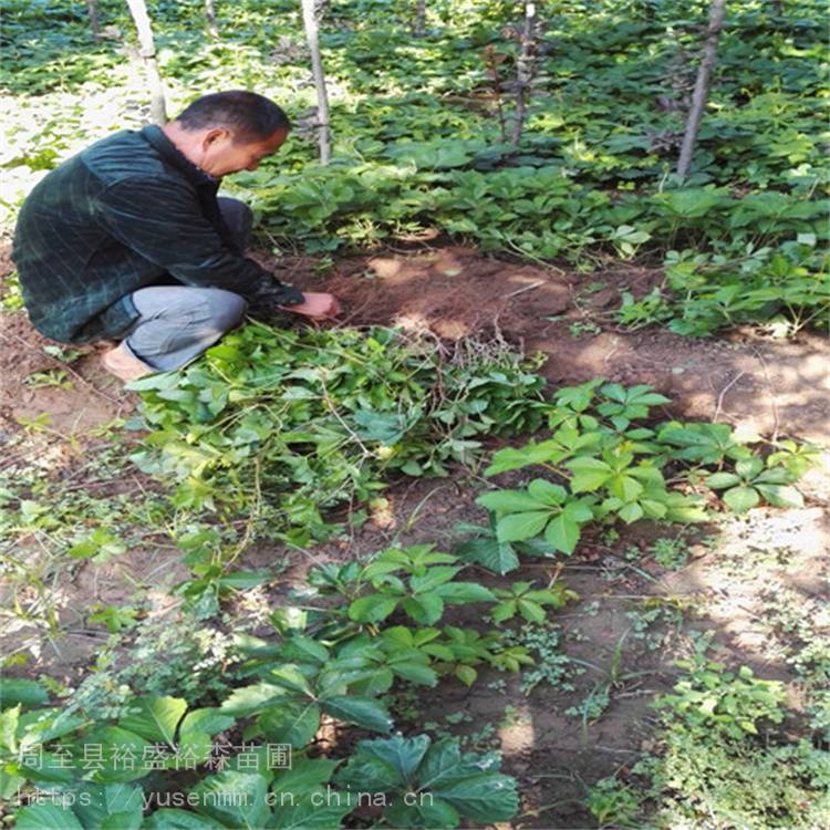 运城爬藤爬墙虎园林苗木爬山虎五叶地锦