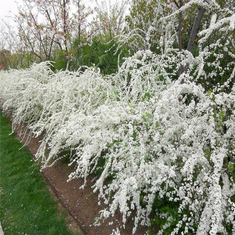 基地盆栽地栽喷雪花庭院别墅绿化苗木观赏花卉植物