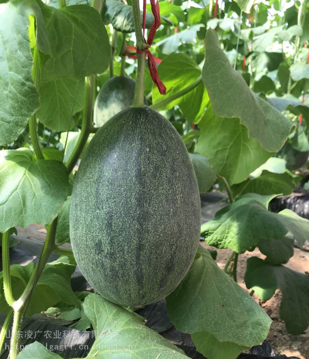 天津德瑞特种业博洋51博洋54甜瓜种子种苗