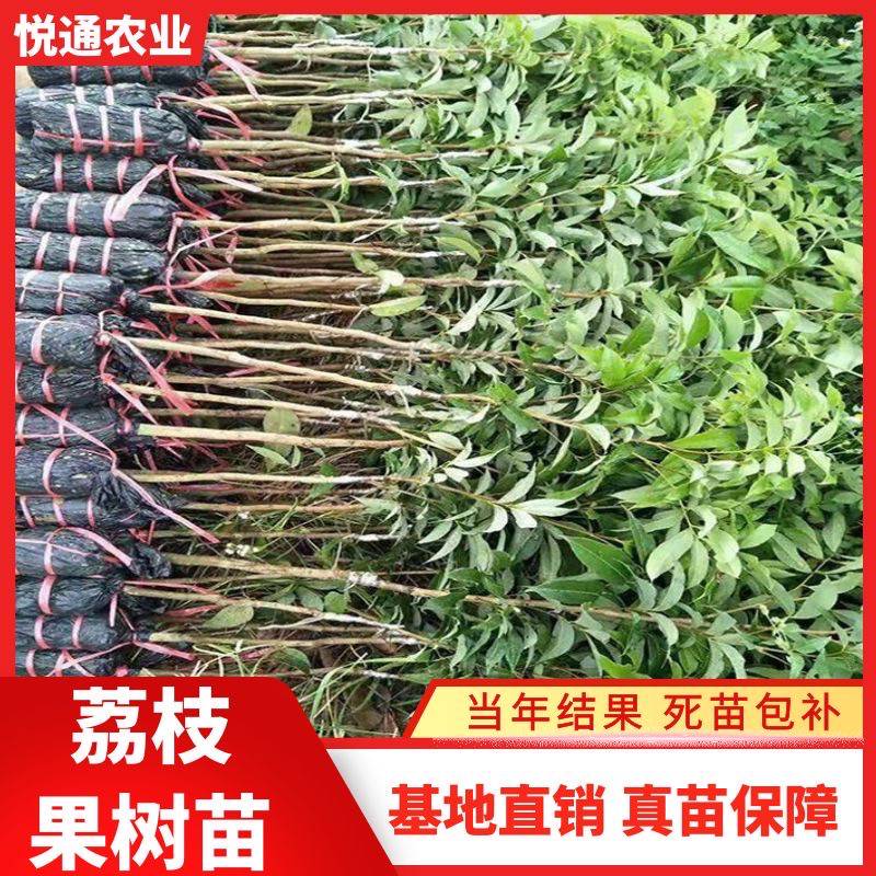 贵州荔枝树苗妃子笑桂味无核荔枝果苗南方种植嫁接苗带土带叶