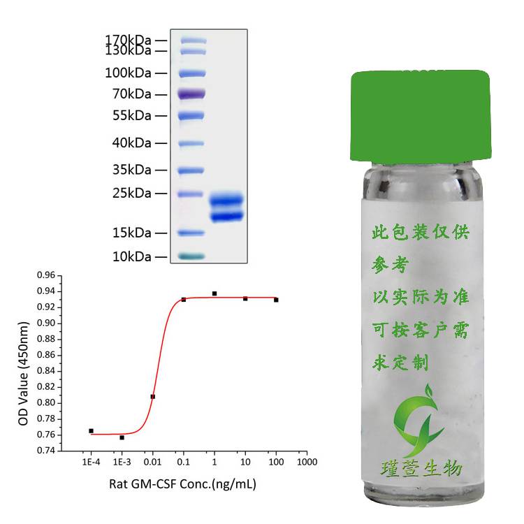 ActiveRecombinantRatCSF-2/GM-C