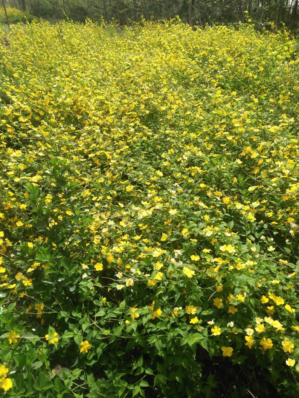 棣棠花多分枝一二多年生苗木基地公鼎园艺场种植销售10万棵