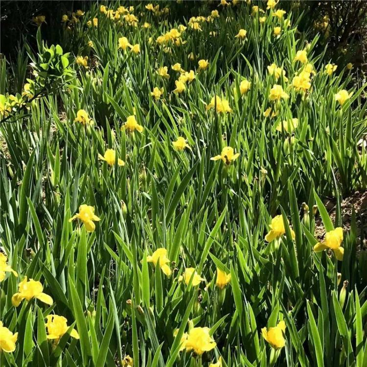 山东黄花鸢尾种苗价格 提供观花黄花鸢尾种植