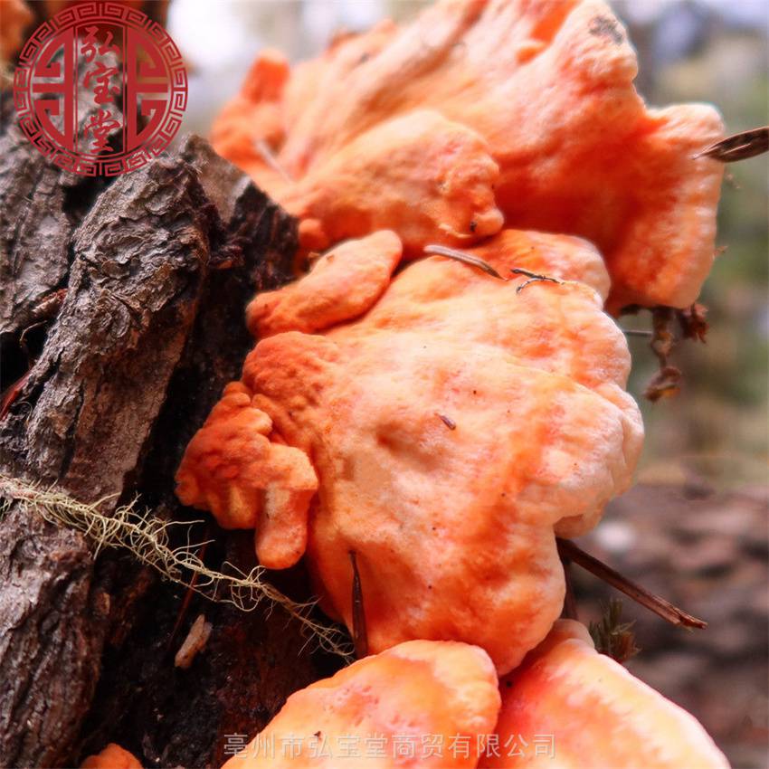 黄灵芝中药材实物图片中草药黄灵芝出售