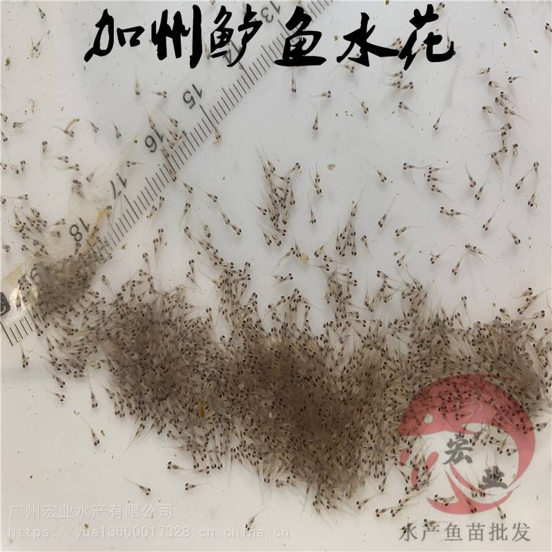 肇慶鱸魚苗規(guī)格鱸魚苗規(guī)格苗