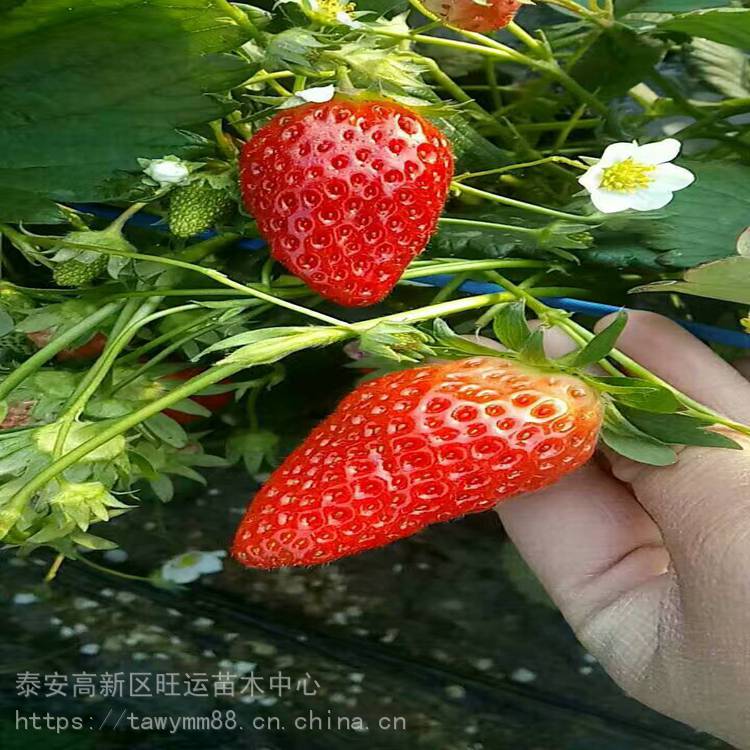 海口市草莓苗存圃量草莓苗厂家基地供应