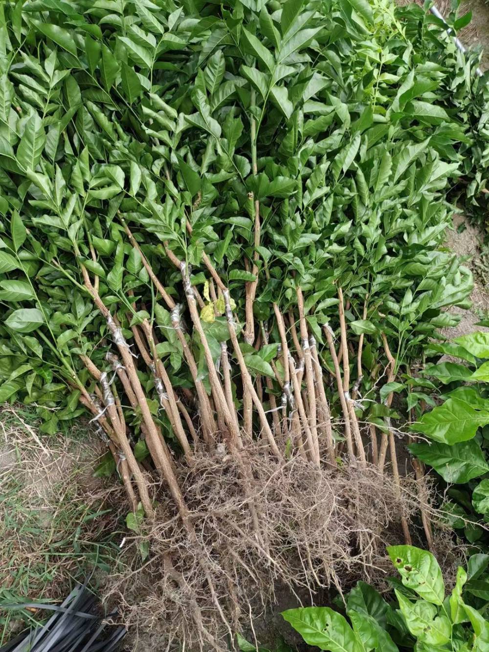 黄皮果苗基地香蜜黑黄皮苗黑金刚黄皮贵妃黄皮产地货源