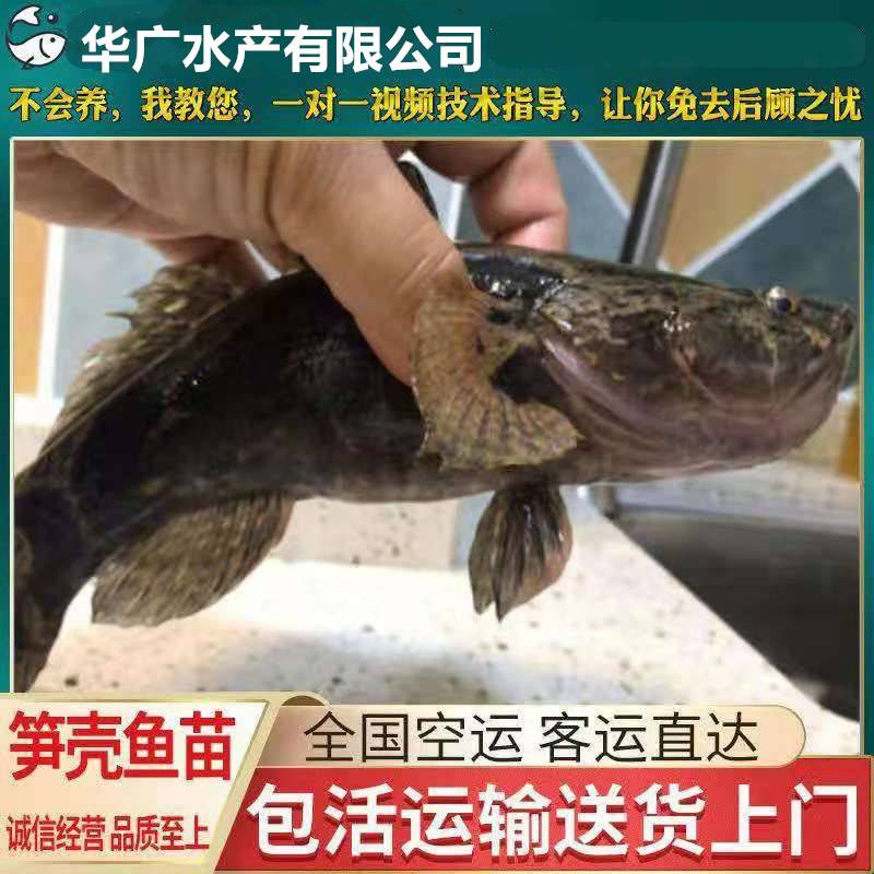 华广水产笋壳鱼淡水笋壳鱼苗批发现货销售鱼苗活体