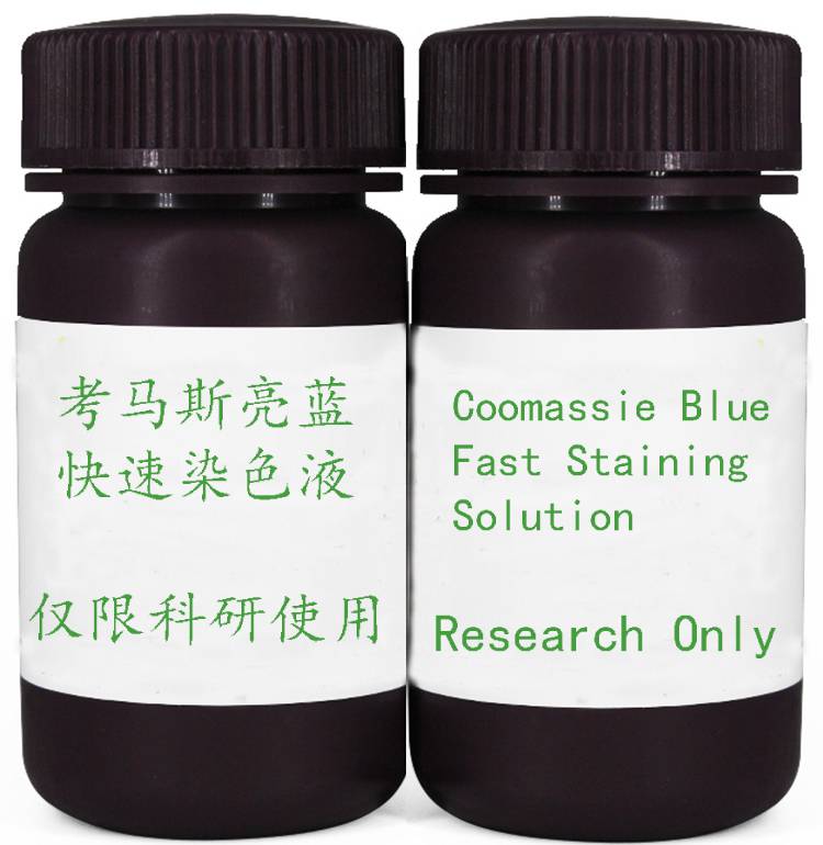 新品速发考马斯亮蓝快速染色液CoomassieBlue