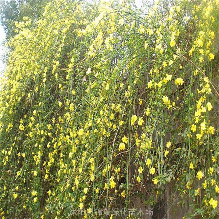 丛生迎春 迎春花球 早春观花植物 城市天桥公路边坡绿化