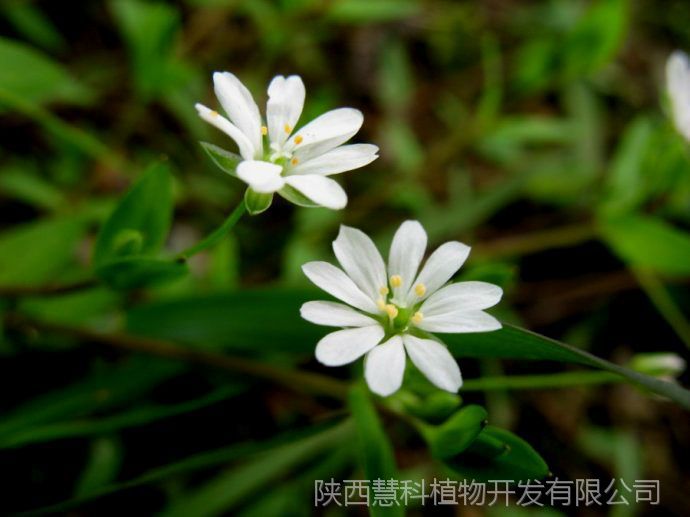 10:1 陕西慧科供应 厂家现货直销 量大从优 免费包邮     繁缕,别名