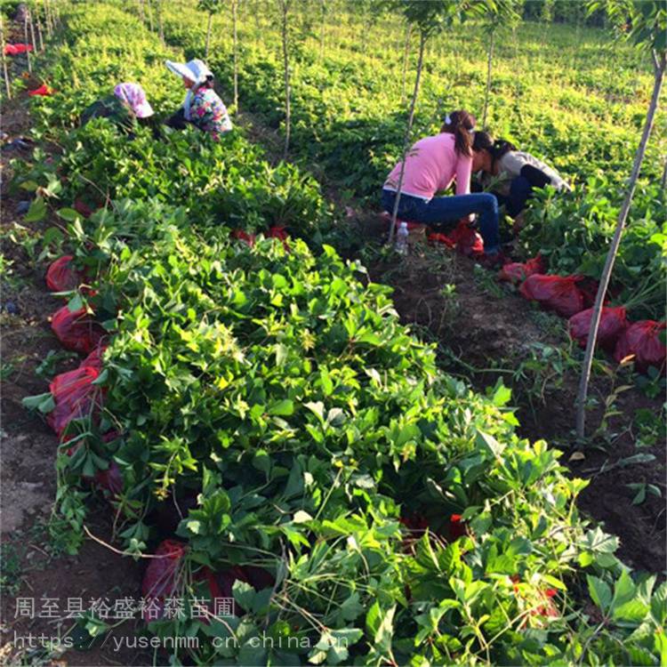 平凉五彩爬墙虎北方耐寒爬山虎爬山虎04元