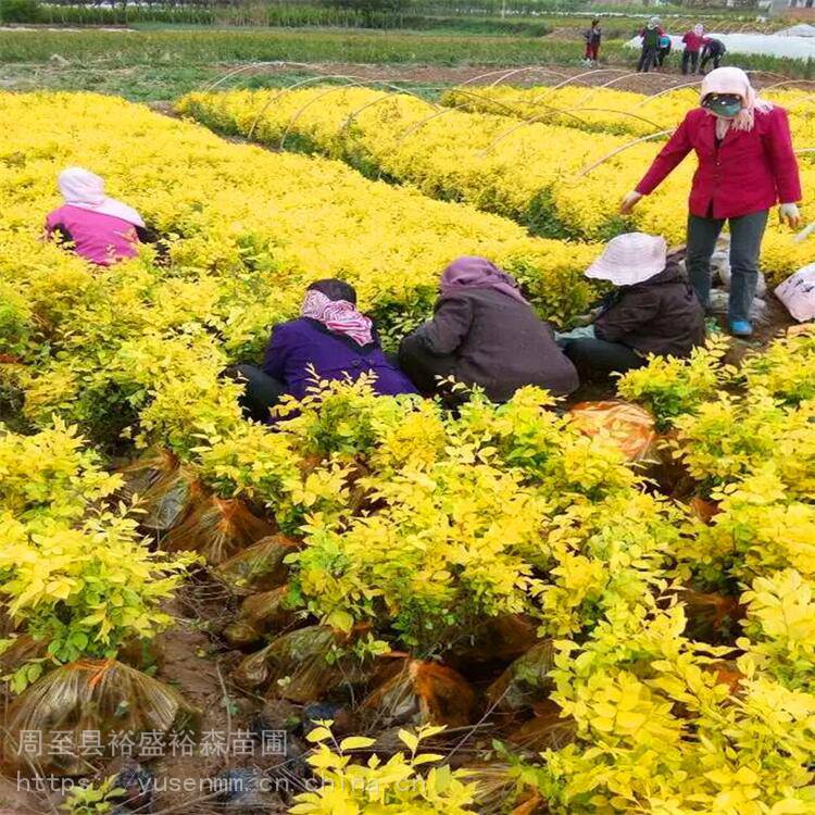 商洛苗木单位丁香道路隔离带苗木迎春花