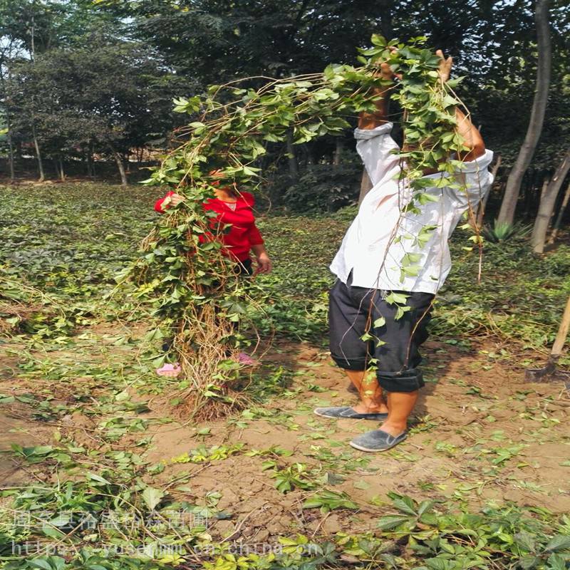 绿化苗木爬山虎岩石矿山遮绿效果好