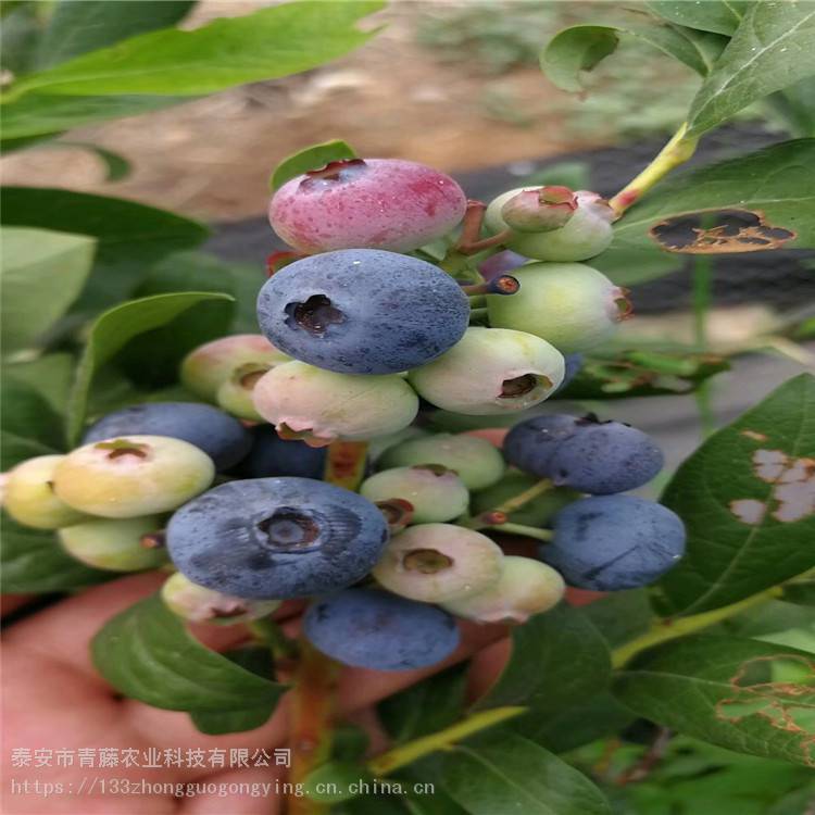 青藤农业 兔眼蓝莓树苗 蓝莓苗规格全 常年供应