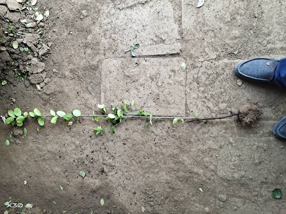 北海道黄杨1米-15米叶色好根系发达公鼎苗木场