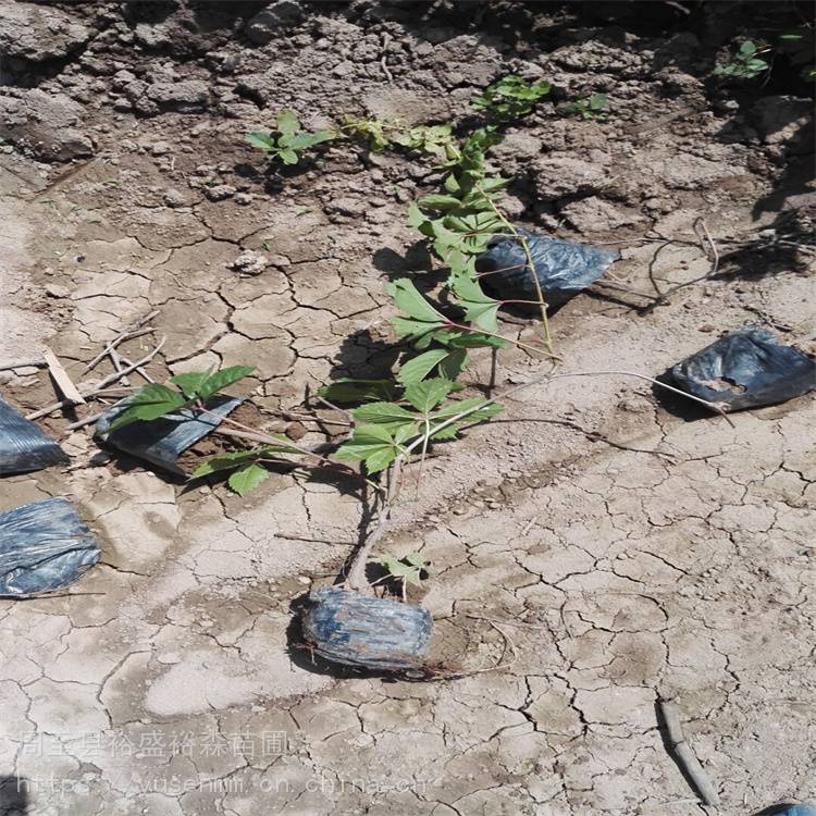 中卫爬墙虎花苗紫藤爬藤植物供应爬山虎