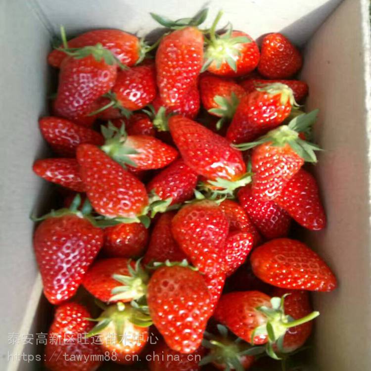 海口市草莓苗存圃量草莓苗厂家基地供应