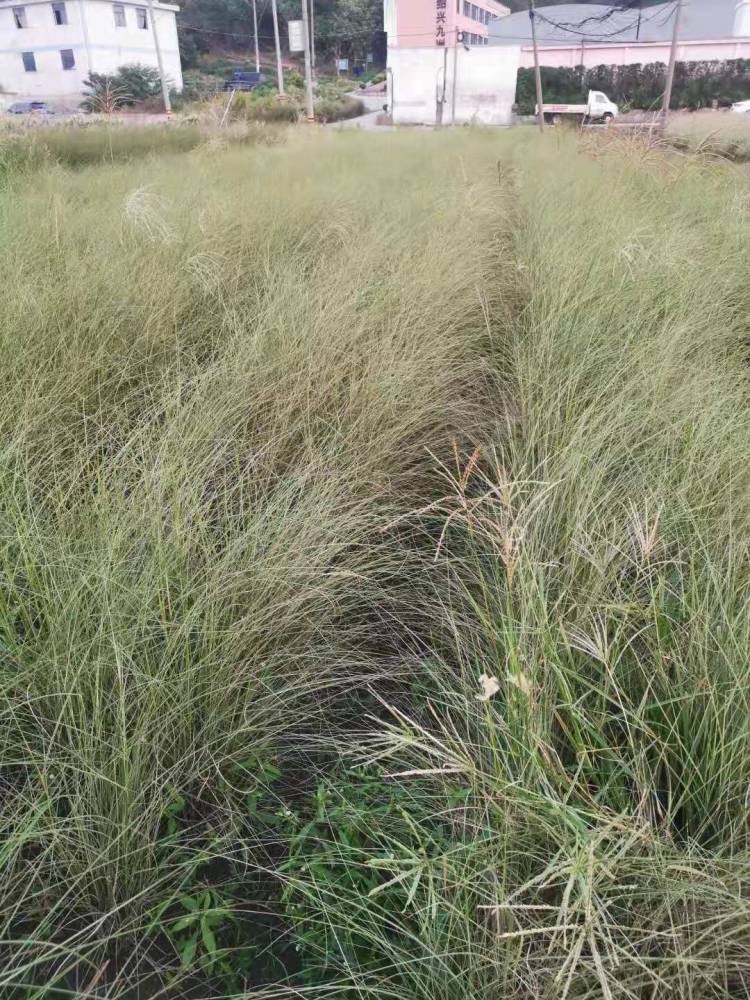 佳颖水生植物基批发晨光芒晨光芒价格晨光芒浙江观赏草