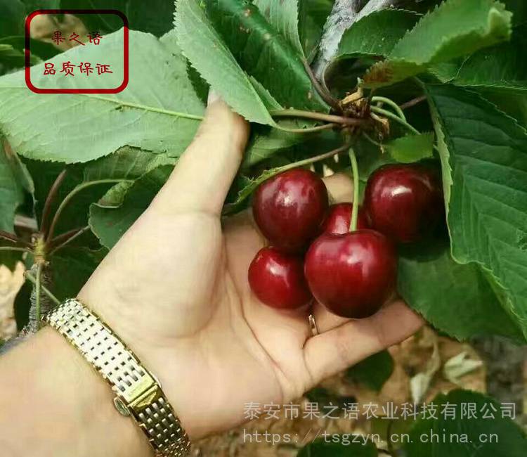 2cm大樱桃树苗品种 2cm大樱桃树苗批发商