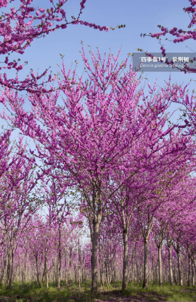 红花大乔木 ‘四季春1号’紫荆树图片
