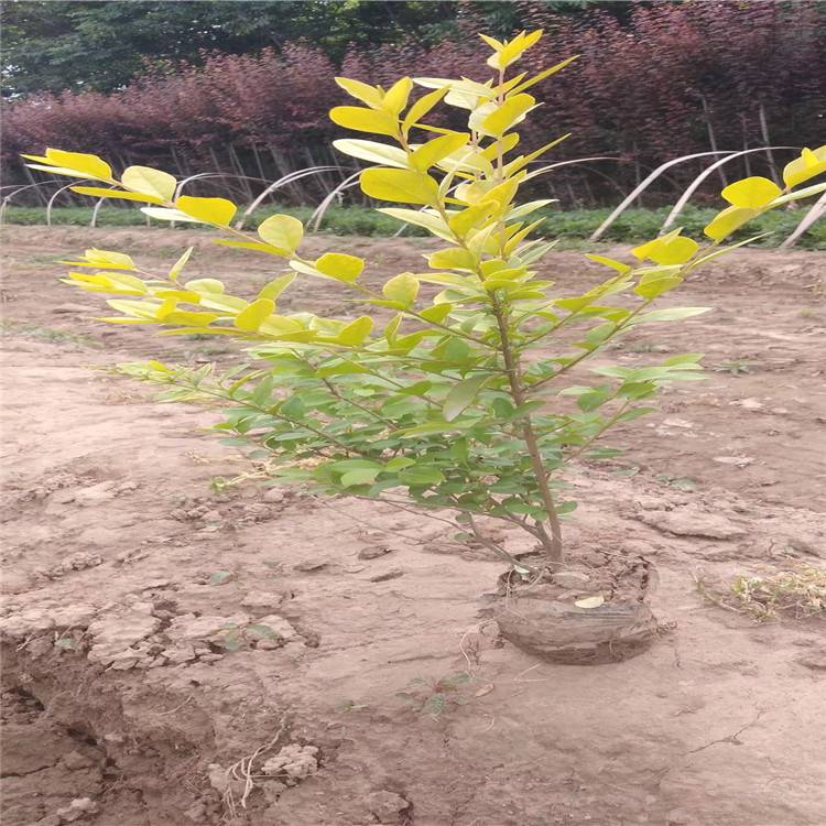 寵物及園藝 園林植物 灌木 周至綠化苗木基地_50公分金葉女貞小苗