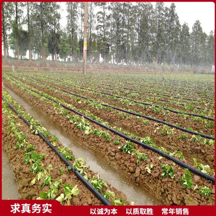 大田微喷带果园灌溉设备膜下滴灌水微喷设备