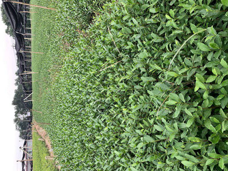 宜昌市茶叶苗基地价格便宜-川茶2号茶苗、茶叶苗基地