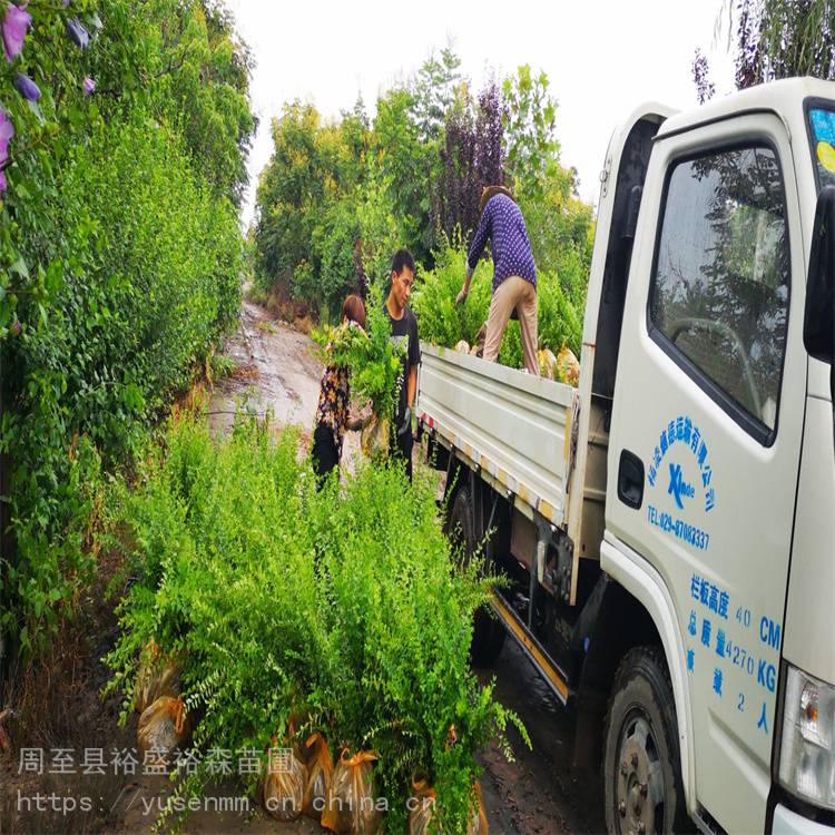 耐寒苗木营养杯海棠小型绿化苗木施工小叶女贞球