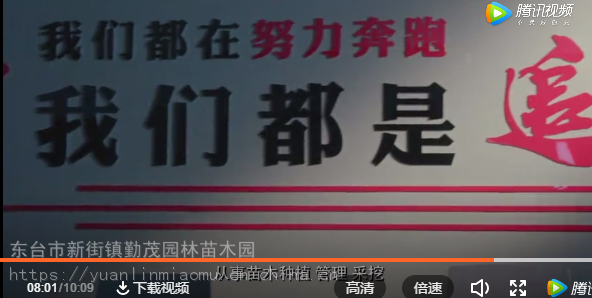 16公分大叶女贞树苗_大叶女贞_日照女贞行道树