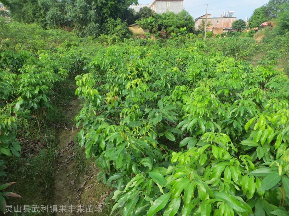 妃子笑荔枝苗樹苗_果豐新品種荔枝苗種植基地