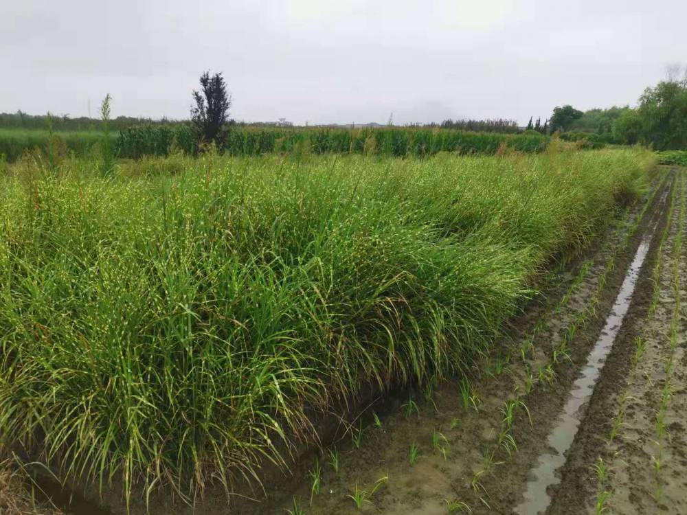 細葉芒 細葉芒價格 細葉芒觀賞草佳穎園藝場