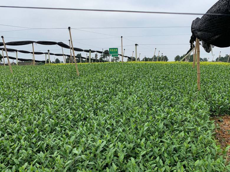 许昌市白毫早茶苗市场价格-茶叶种苗、白毫早茶苗