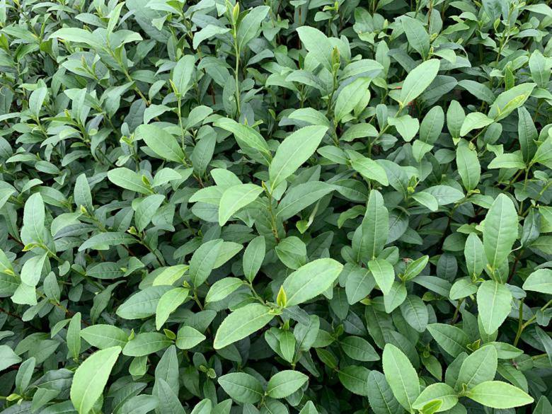 广元市黄金叶茶苗批发供应-乌牛早茶苗、黄金叶茶苗