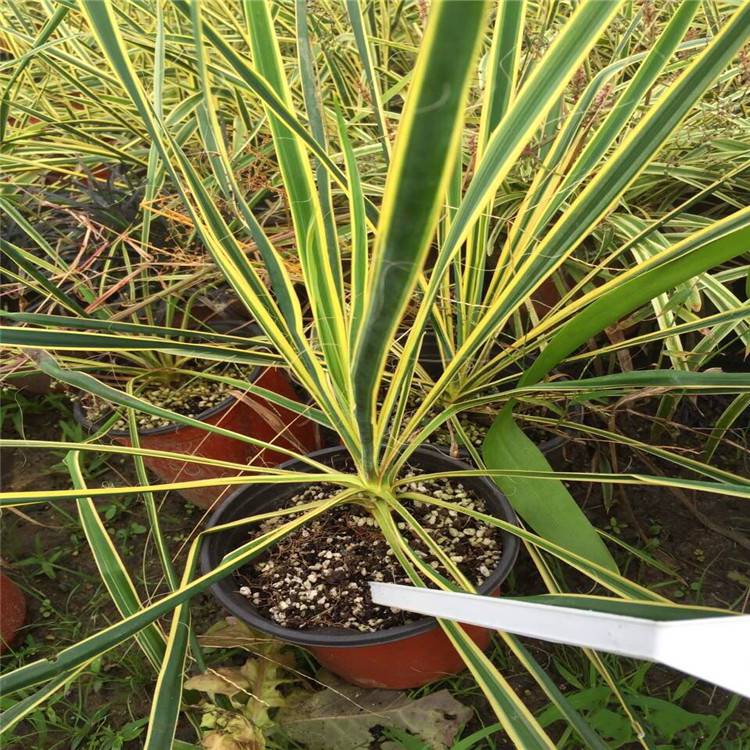 金边丝兰大量批发耐旱多年生常绿植物金边凤尾丝兰花园庭院