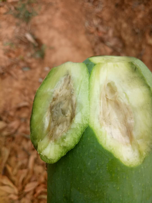 芒果花期預防黑心病用什麼藥 生物製劑靚果安