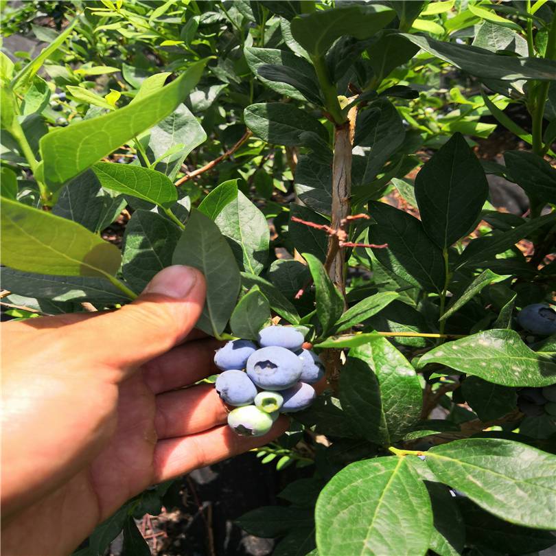 惠农贵州种植蓝莓苗绿宝石蓝莓苗价格5年生地栽蓝莓苗