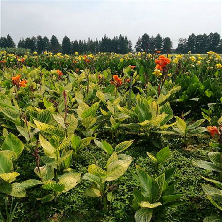 宿根花卉地被植物美人蕉花叶美人蕉斑叶美人粉美人蕉池塘绿化