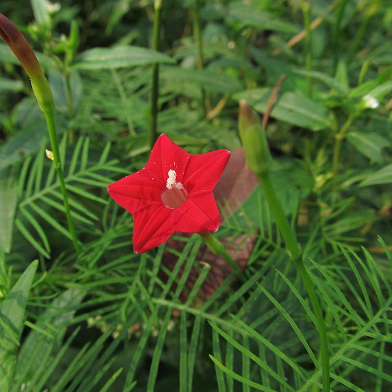批发羽叶茑萝种子 新种子上市 量大价格优惠 发芽率高