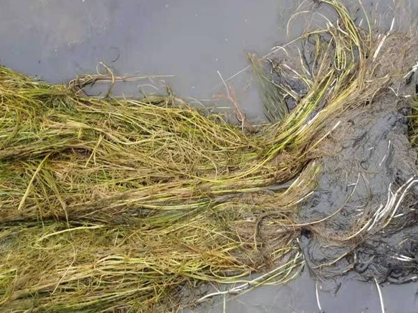 新疆篦齿眼子菜种苗 耘利合环保承接篦齿眼子菜种植
