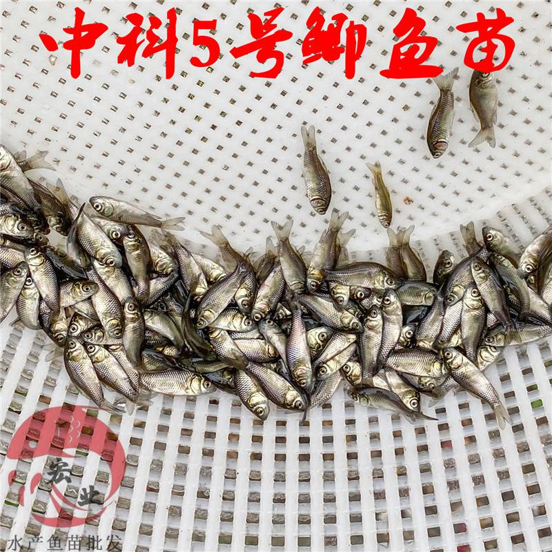 北海成活率高中科五號鯽魚苗中科五號鯽魚苗自產