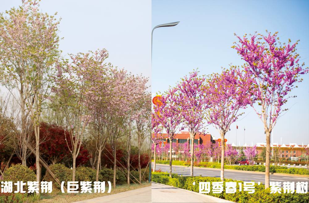红花大乔木 ‘四季春1号’紫荆树图片