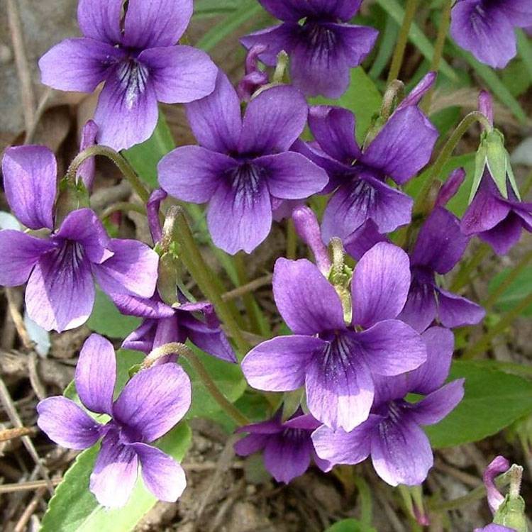 紫花地丁彩图图片