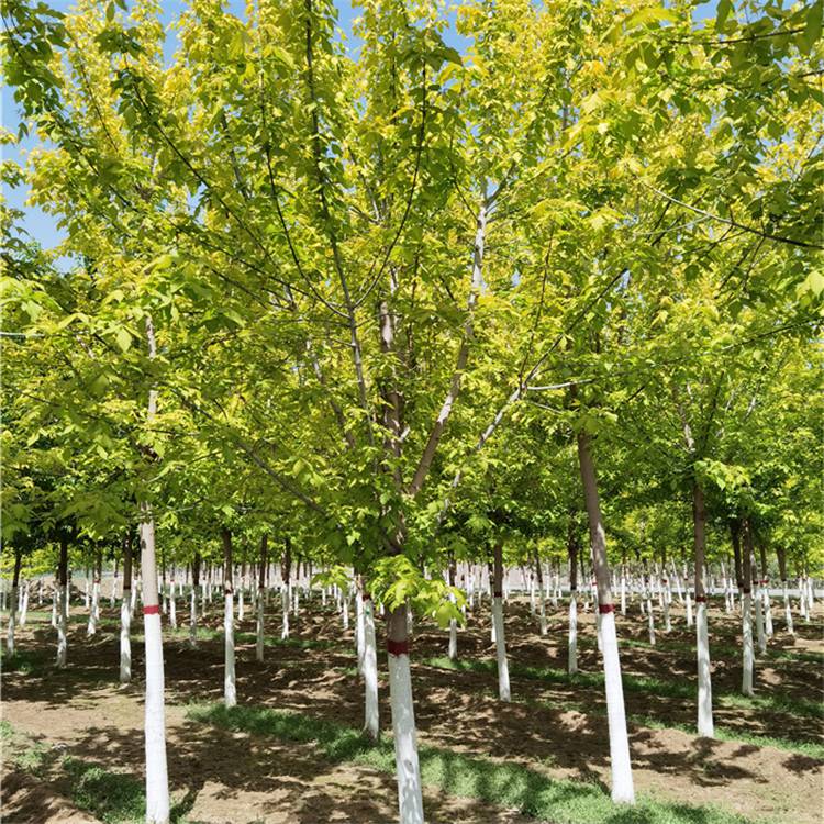 城市绿化18公分金叶复叶槭杆直帽圆指树挖树