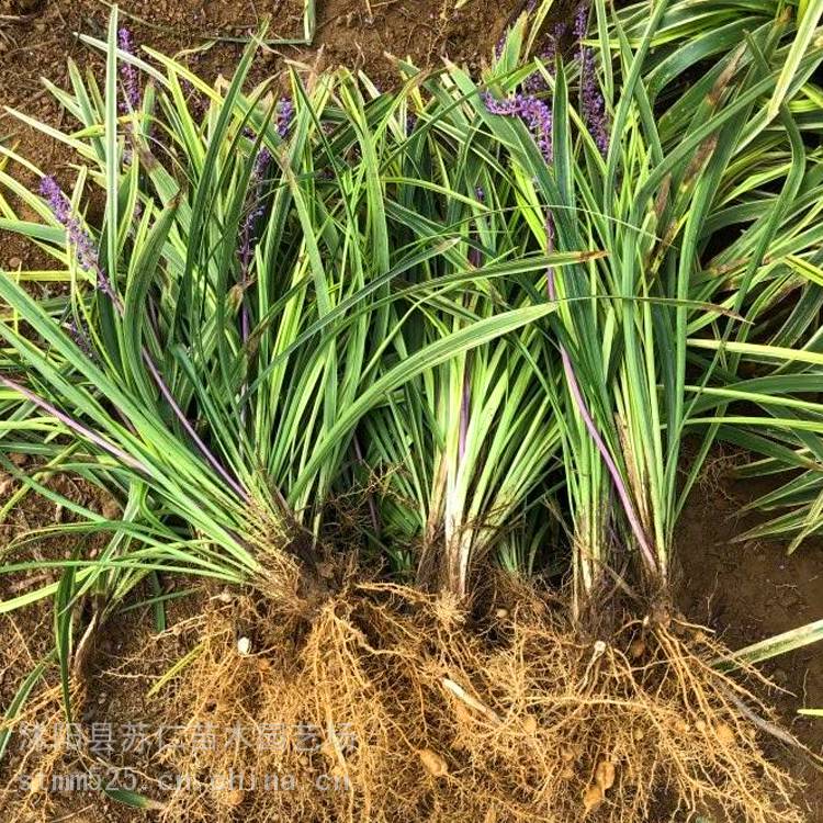 江苏金边麦冬草基地报价 金边麦冬种植方法与图片