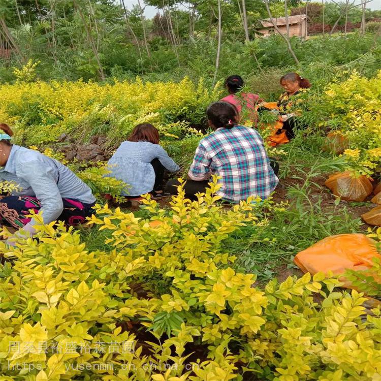 西安苗圃周边树苗陕西周至榆叶梅绿植树苗基地