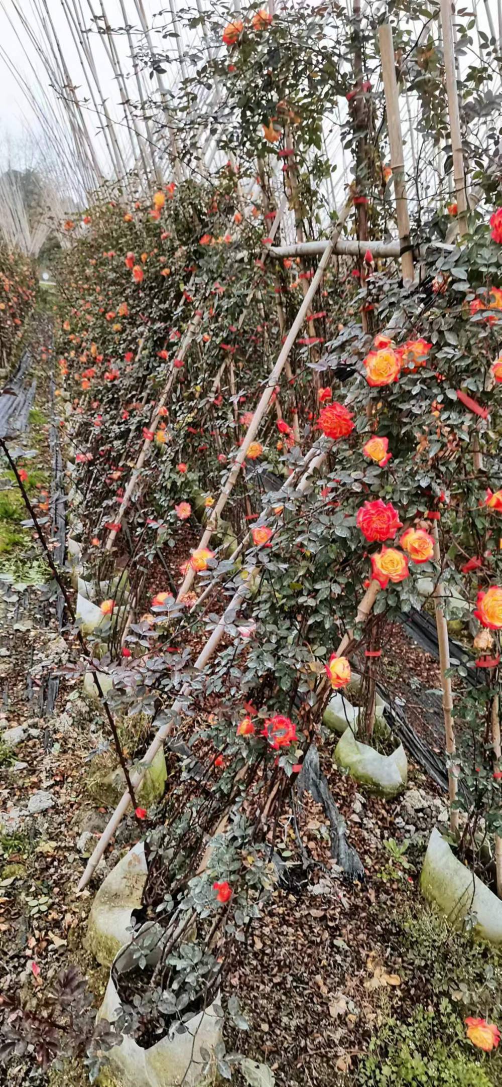 藤本月季基地，月季批发，月季出售